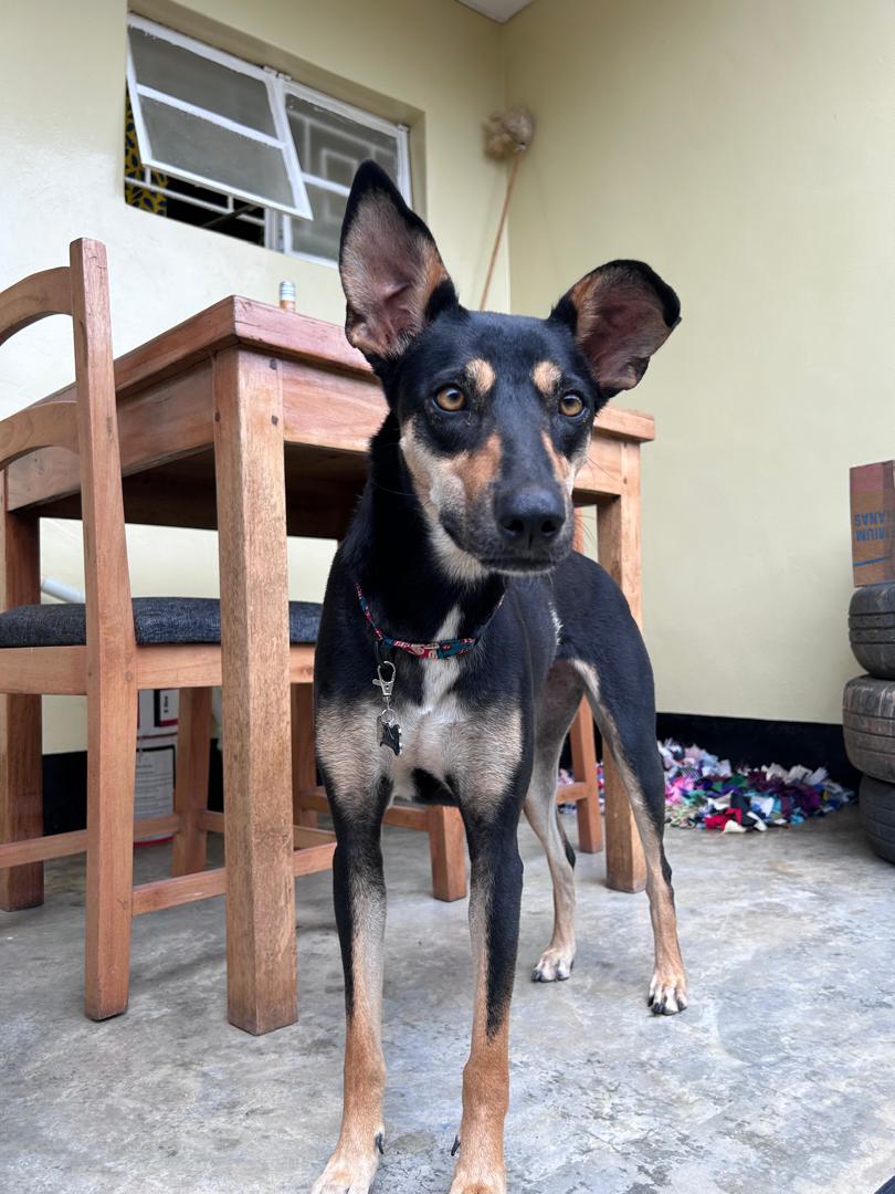 Sooty the guard dog blantyre