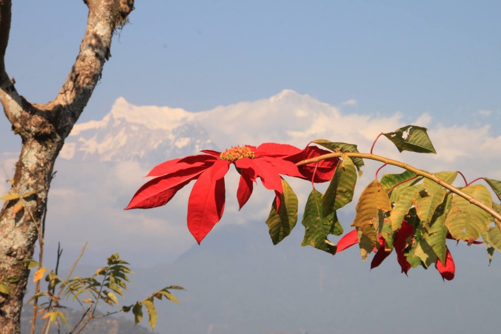 Understanding the Carbon Footprint of Elective Travel